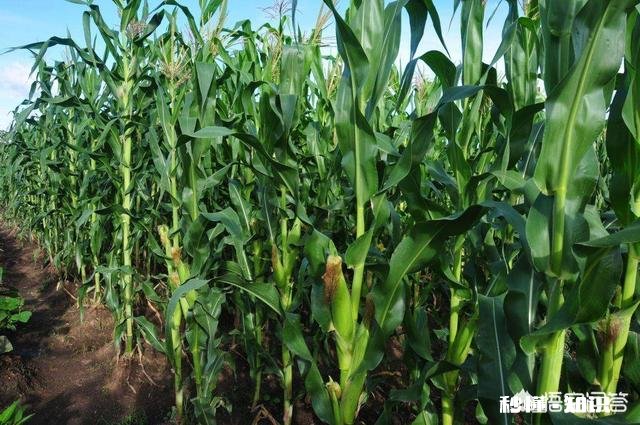 现在已经是八月份，可以在玉米地里种上香菜了吗