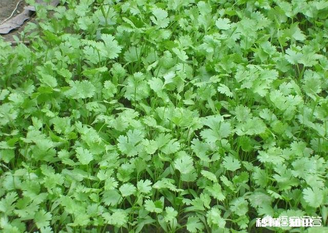 现在已经是八月份，可以在玉米地里种上香菜了吗