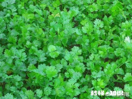 现在已经是八月份，可以在玉米地里种上香菜了吗