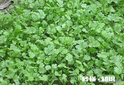 现在已经是八月份，可以在玉米地里种上香菜了吗