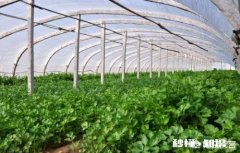 现在已经是八月份，可以在玉米地里种上香菜了吗