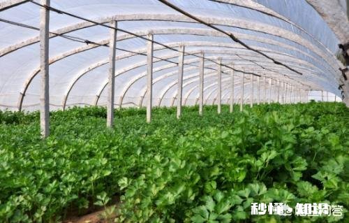 现在已经是八月份，可以在玉米地里种上香菜了吗