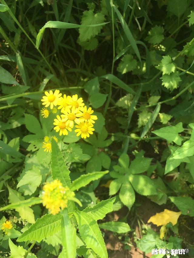 520需不需要送礼物