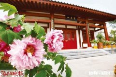 洛阳地脉花最宜，牡丹尤为天下奇。洛阳的“地脉”有什么特别为什么这里的牡丹好看