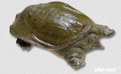 甲鱼给老人吃，怎么做才能补血