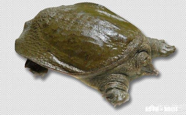 甲鱼给老人吃，怎么做才能补血