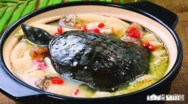 甲鱼给老人吃，怎么做才能补血