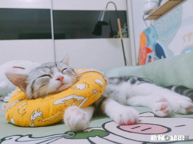 猫咪长癣怎么处理