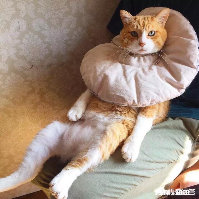 猫咪长癣怎么处理