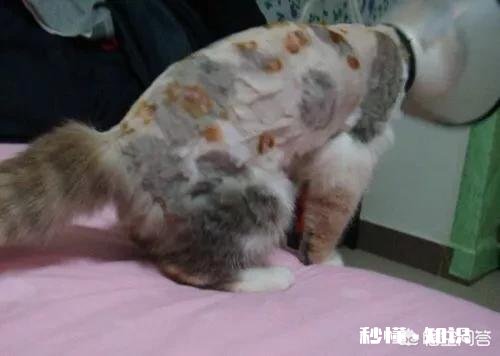 猫咪长癣怎么处理