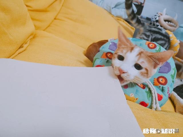 猫咪长癣怎么处理