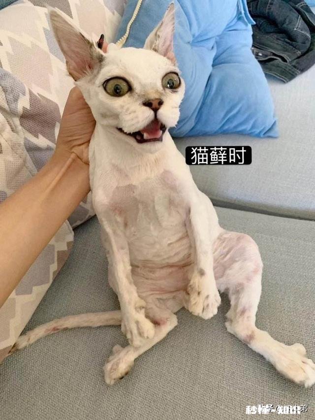 猫咪长癣怎么处理
