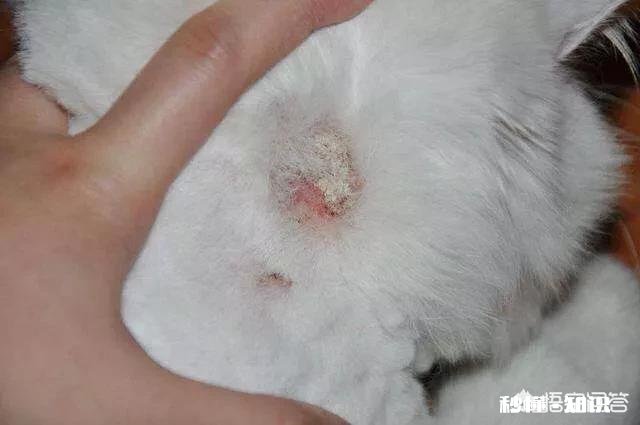 猫咪长癣怎么处理