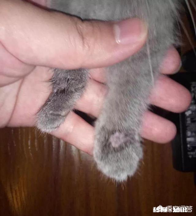 猫咪长癣怎么处理