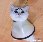 猫咪长癣怎么处理