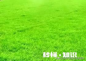 西餐到底是指哪一国的美食