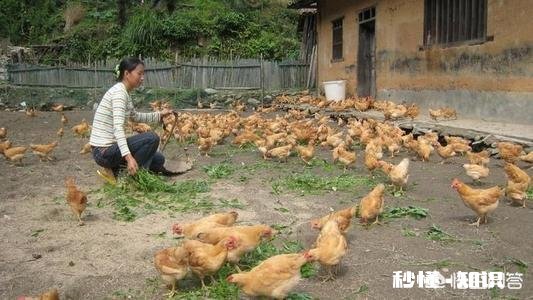 今年鸡的价格稳定，还会上涨吗