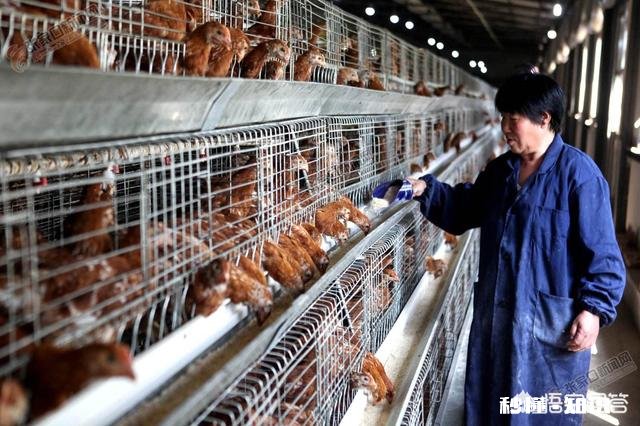 今年鸡的价格稳定，还会上涨吗