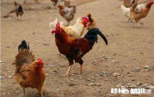 今年鸡的价格稳定，还会上涨吗