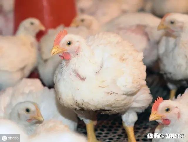 今年鸡的价格稳定，还会上涨吗