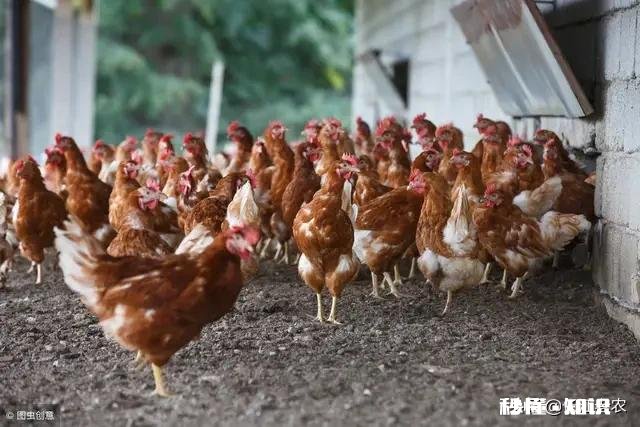 今年鸡的价格稳定，还会上涨吗