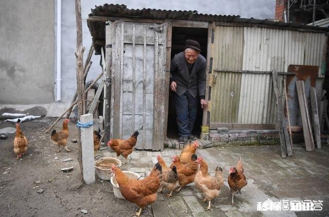 今年鸡的价格稳定，还会上涨吗