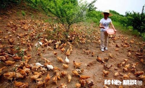 今年鸡的价格稳定，还会上涨吗