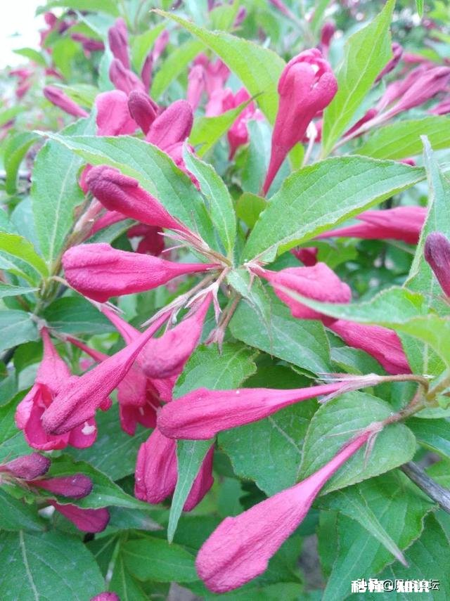 臀不停学的网上教学取得了哪些效果和值得反思的经验