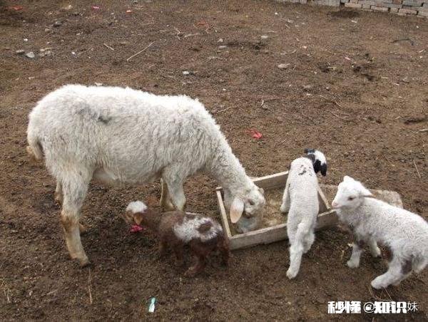 羊的胃肠炎有什么症状怎样治疗和预防