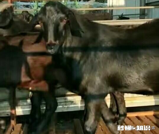 羊的胃肠炎有什么症状怎样治疗和预防