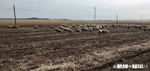 羊的胃肠炎有什么症状怎样治疗和预防