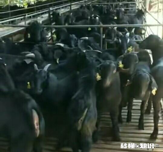 羊的胃肠炎有什么症状怎样治疗和预防