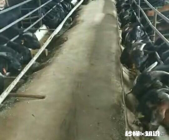 羊的胃肠炎有什么症状怎样治疗和预防