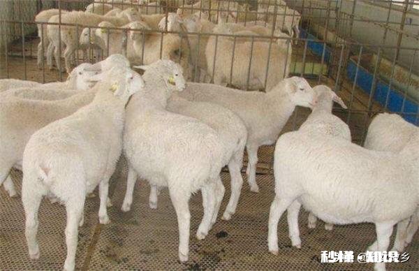 羊的胃肠炎有什么症状怎样治疗和预防