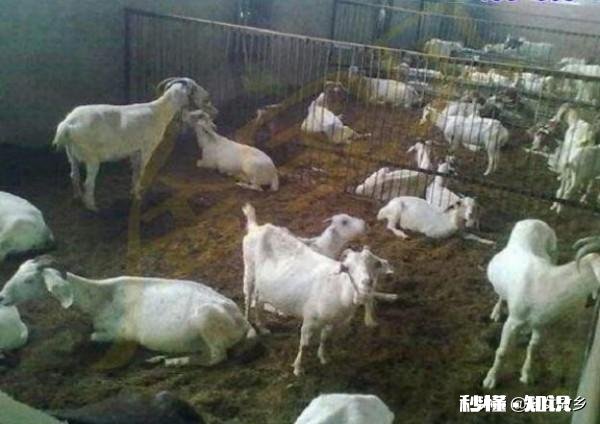 羊的胃肠炎有什么症状怎样治疗和预防