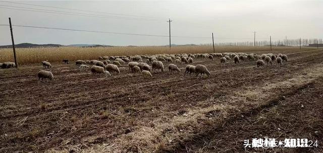 羊的胃肠炎有什么症状怎样治疗和预防