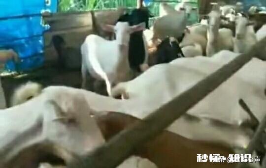 羊的胃肠炎有什么症状怎样治疗和预防