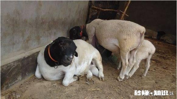 羊的胃肠炎有什么症状怎样治疗和预防