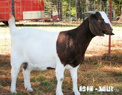 羊的胃肠炎有什么症状怎样治疗和预防