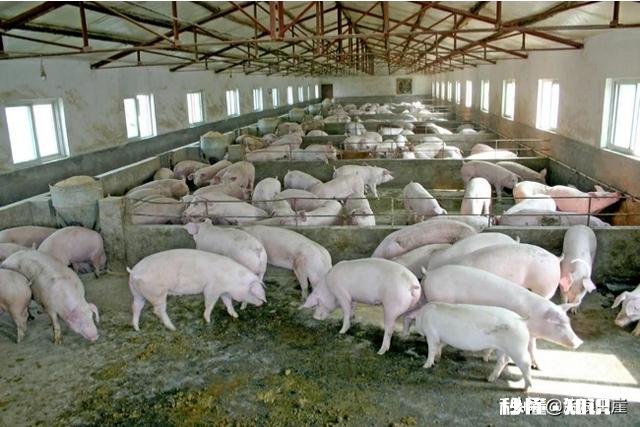 如何较科学地做一个饲料对比试验