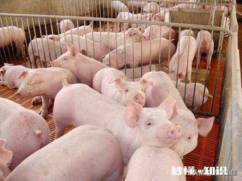 如何较科学地做一个饲料对比试验