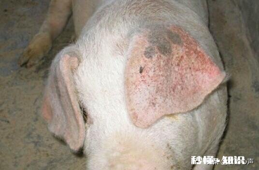 附红细胞体猪会发高烧吗怎么办