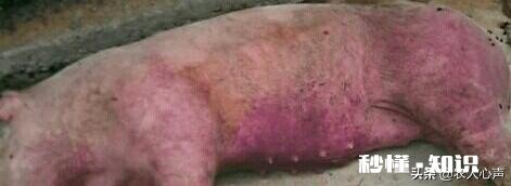 附红细胞体猪会发高烧吗怎么办