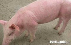 附红细胞体猪会发高烧吗怎么办