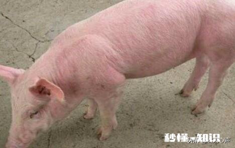 附红细胞体猪会发高烧吗怎么办