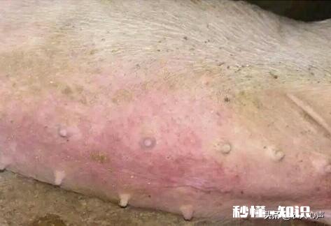 附红细胞体猪会发高烧吗怎么办