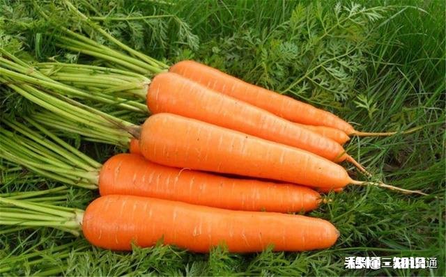 秋季种植葫萝卜，该如何管理才能优质高产