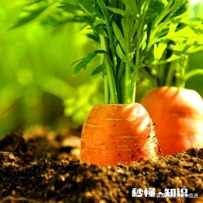 秋季种植葫萝卜，该如何管理才能优质高产