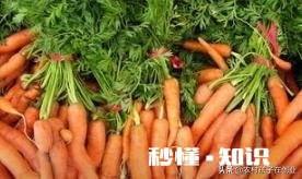 秋季种植葫萝卜，该如何管理才能优质高产