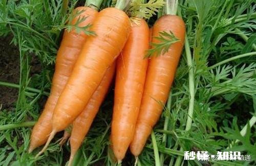 秋季种植葫萝卜，该如何管理才能优质高产